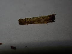 Piestoceros conjunctella