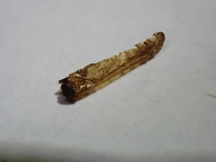 Piestoceros conjunctella