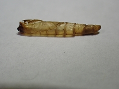 Piestoceros conjunctella