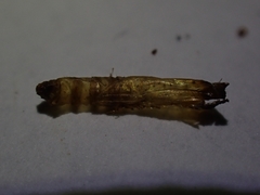 Piestoceros conjunctella