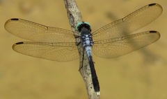 Erythrodiplax anatoidea