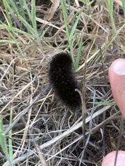Lepidoptera