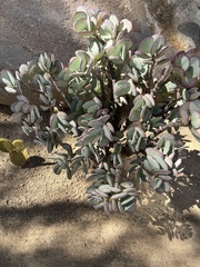 Crassula arborescens arborescens