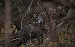Elaphodus cephalophus