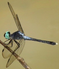 Erythrodiplax anatoidea