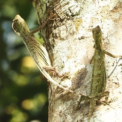 Draco blanfordii