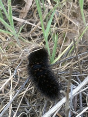 Lepidoptera
