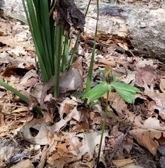 Trillium lancifolium