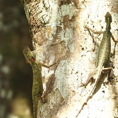 Draco blanfordii