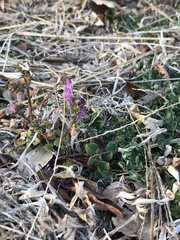 Lamium amplexicaule