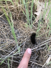 Lepidoptera
