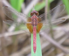 Erythrodiplax castanea