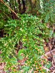 Pomaderris elachophylla