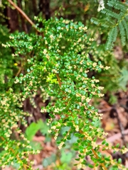 Pomaderris elachophylla