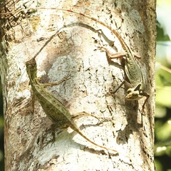 Draco blanfordii
