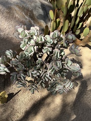 Crassula arborescens arborescens