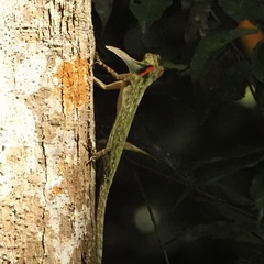 Draco blanfordii