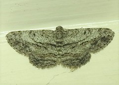 Psilalcis isombra