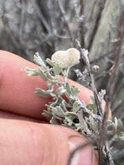 Rhopalomyia hirtipomum