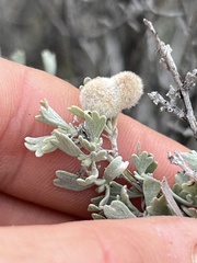Rhopalomyia hirtipomum