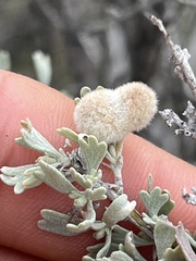 Rhopalomyia hirtipomum
