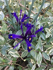 Iris reticulata