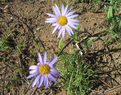 Afroaster serrulatus