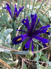 Iris reticulata