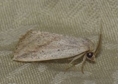Amolita obliqua
