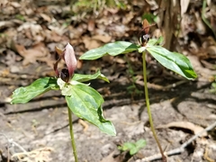 Trillium lancifolium