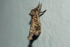 Inguromorpha arcifera