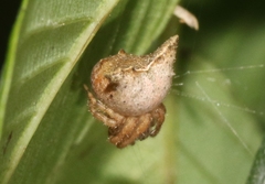 Kaira alba