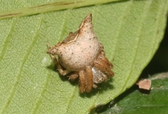 Kaira alba