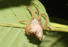 Kaira alba