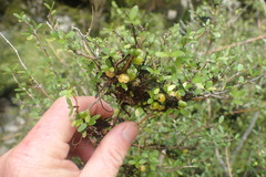 Coprosma ciliata