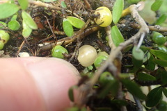 Coprosma ciliata