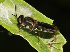 Hoplitimyia subalba