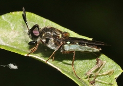 Hoplitimyia subalba