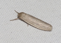Crambidia myrlosea
