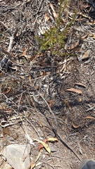 Orthoceras