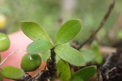 Coprosma ciliata