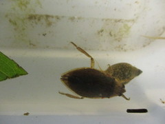 Nepomorpha