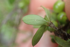 Coprosma ciliata