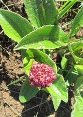 Helichrysum griseum