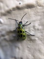 Diabrotica undecimpunctata