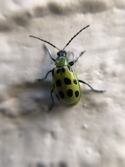 Diabrotica undecimpunctata