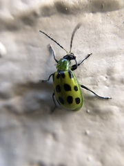 Diabrotica undecimpunctata