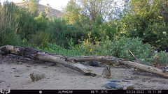 Sylvilagus audubonii