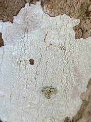 Phlyctis boliviensis