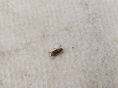 Pachyrhinus californicus